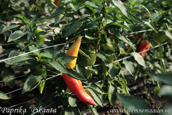 Paprika Pikanta, Capsicum annuum